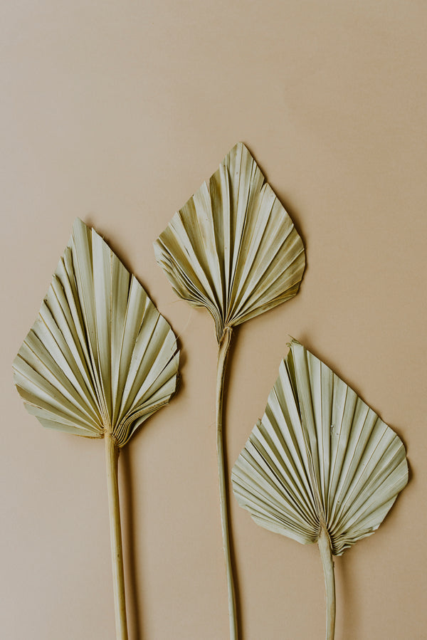 Palm Leaf Palm Spear
