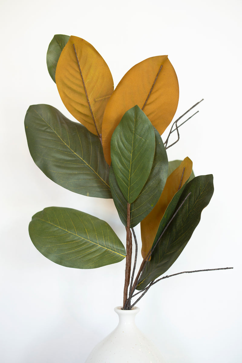 Magnolia Branch